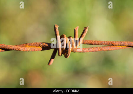 Rusty barbed wire fence Stock Photo