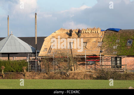 Netherlands, Nieuwkoop, Renewing reed covered roof Stock Photo