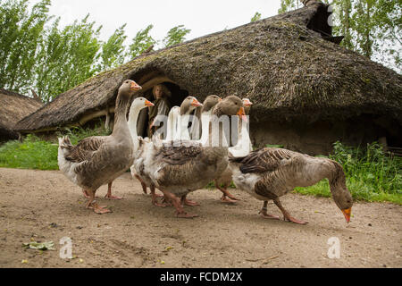 Netherlands, Alphen aan de Rijn, Archeon. Set shots belonging to cinema movie Holland, The living Delta. Stock Photo