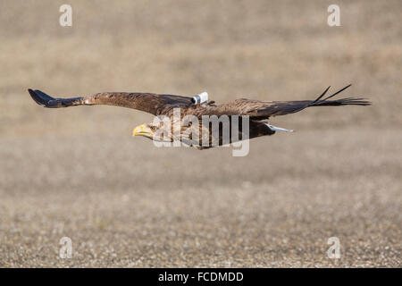 Netherlands, Stellendam, Haringvlietdam, part of Deltaworks. White-tailed eagle flying. Captivity. Eagle with camera Stock Photo