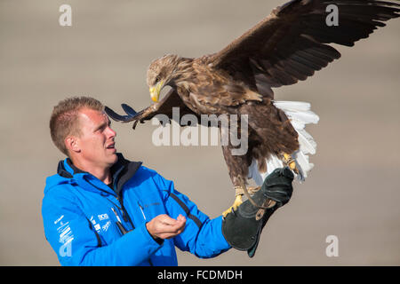 Netherlands, Stellendam, Haringvlietdam, part of Deltaworks. White-tailed eagles or European sea-eagle flying. Captivity Stock Photo