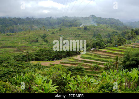 panorama of beautiful Rice terraced paddy fields in central Bali, Ubud region, Indonesia Stock Photo