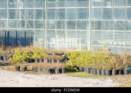 Winter hardy plants stand outside a greenhouse. Plants and young trees stand in black plastic pots. Greenhouse with translucent Stock Photo