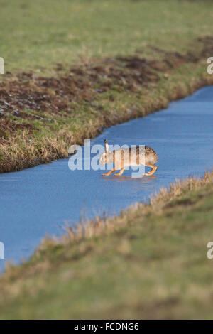 Netherlands, Montfoort, European brown hare (Lepus europaeus). Hare crossing ditch by walking prudently on thin ice Stock Photo