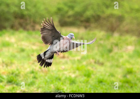 Netherlands, 's-Graveland. Wood pigeon ( Columba palumbus ) Stock Photo