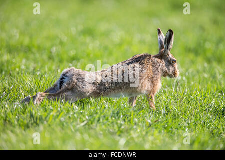Netherlands, Montfoort, European brown hare (Lepus europaeus) Stock Photo