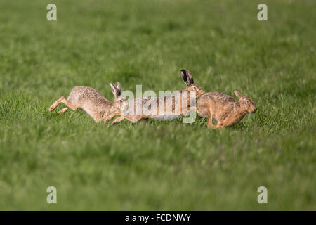 Netherlands, Montfoort, European brown hares (Lepus europaeus). Mating season. Competition between males. Stock Photo