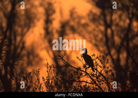 Netherlands, Rhenen, Nature reserve Blauwe Kamer. Cormorant. Sunrise Stock Photo