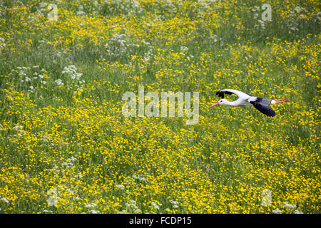 Netherlands, Lopik, Common stork flying over field with buttercups, cow parsley and dandelions Stock Photo