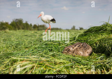 Netherlands, Montfoort, Young hare hiding for stork in background Stock Photo