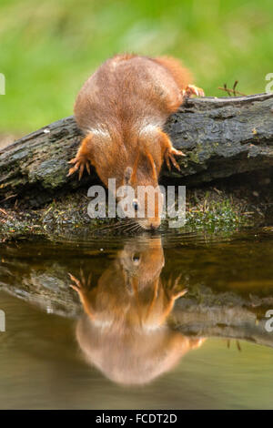 Netherlands, 's-Graveland, 's-Gravelandse Buitenplaatsen, Rural estate Hilverbeek. Eurasian Red Squirrel ( Sciurus vulgaris) Stock Photo