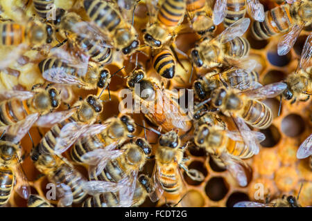 Netherlands, 's-Graveland, Honey Bee queen with workers in hive Stock Photo
