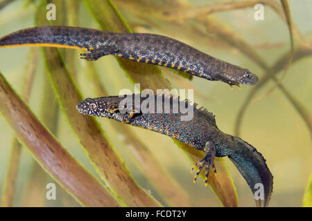 Netherlands, 's-Graveland, Great Crested Newt ( Triturus cristatus) underwater between water soldier Stock Photo