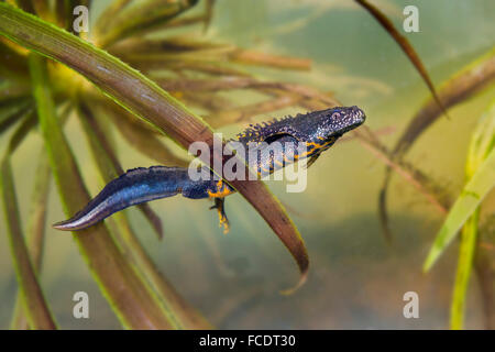 Netherlands, 's-Graveland, Great Crested Newt ( Triturus cristatus) underwater between water soldier Stock Photo