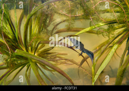 Netherlands, 's-Graveland, Great Crested Newt ( Triturus cristatus) underwater between water soldier Stock Photo