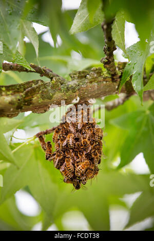 Netherlands, 's-Graveland, Small swarm of honey bees hanging in tree Stock Photo