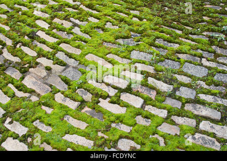 Moss growing between cobbles Newcastle upon Tyne, north east England, UK Stock Photo