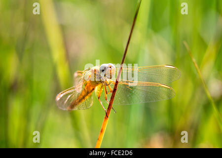 Netherlands, Ossenzijl, National Park de Weerribben-Wieden. Dragonfly Stock Photo