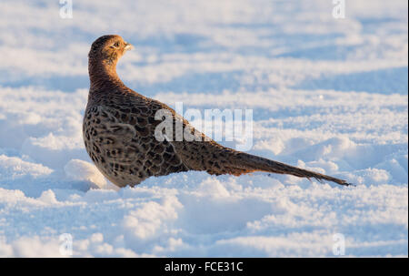 Sehnde, Germany. 22nd Jan, 2016. A pheasant sitting on a snowy field close to Sehnde, Germany, 22 January 2016. PHOTO: JULIAN STRATENSCHULTE/dpa/Alamy Live News Stock Photo