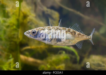 Netherlands, Rotterdam, The three-spined stickleback (Gasterosteus aculeatus). Female Stock Photo