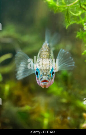 Netherlands, Rotterdam, The three-spined stickleback. Mating season. Male with blue eyes and red belly maintaining nest Stock Photo