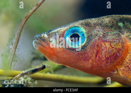 Netherlands, Rotterdam, The three-spined stickleback (Gasterosteus aculeatus). Mating season. Male with blue eyes and red belly Stock Photo