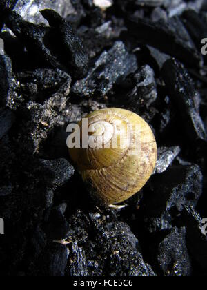 Close-Up Of Snail On Rock