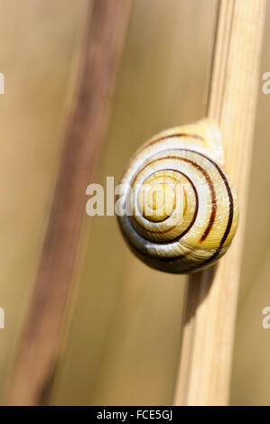 White-lipped Banded Snail Cepaea hortensis on a dried stalk Stock Photo