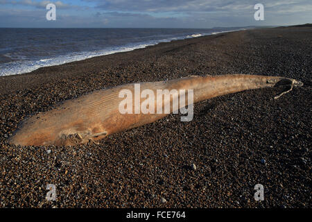Northern Minke Whale (Balaenoptera acutorostrata) Dead Stock Photo