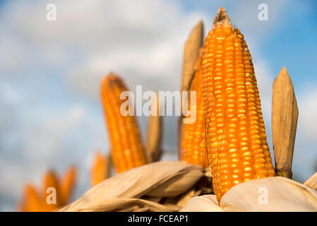 Corn on the cob against the sky Stock Photo