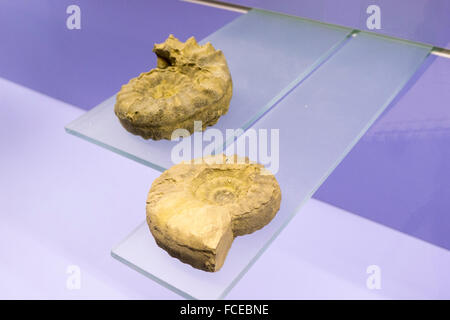 fossil museum in Meride, UNESCO World Heritage Site Monte San Giorgio, Ticino, Switzerland Stock Photo
