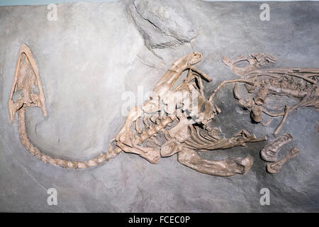 fossil museum in Meride, UNESCO World Heritage Site Monte San Giorgio, Ticino, Switzerland Stock Photo