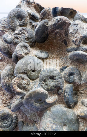 fossil museum in Meride, UNESCO World Heritage Site Monte San Giorgio, Ticino, Switzerland Stock Photo