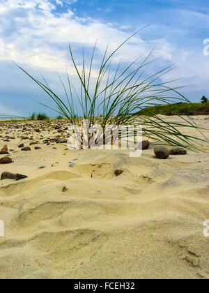 stones and grass on the beach of the Baltic Sea Stock Photo