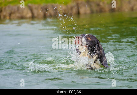 A English Springer Spaniel dog swimming in a lake making a splash Stock ...