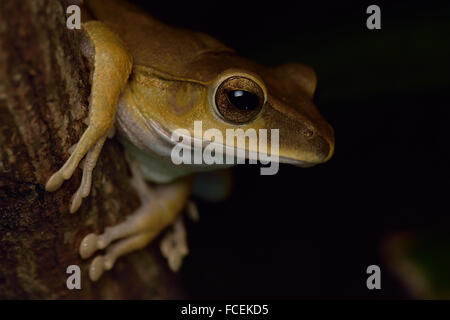 brown tree frog Stock Photo