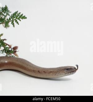 Slow worm (Anguis fragilis) in profile with its tongue sticking out Stock Photo