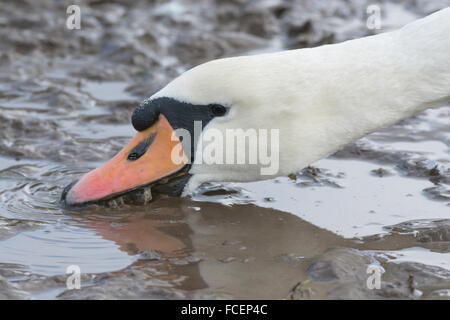 Mute swan (cygnus olor). Adult male drinking from a puddle. Stock Photo