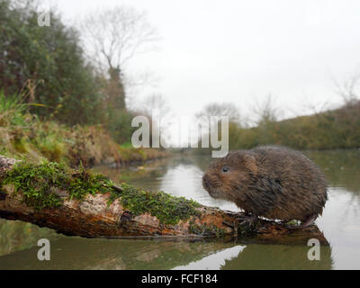 Water vole, Arvicola amphibius, single mammal by water, Warwickshire, December 2015 Stock Photo