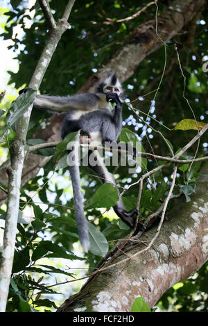 Thomas's leaf monkey, Presbytis thomasi, single mammal on branch, Sumatra, January 2016 Stock Photo