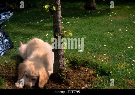 Golden Retriever Puppy Digging Eight Weeks Old Stock Photo - Alamy