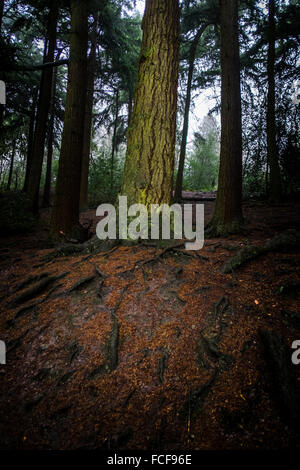 Trees in woodland on the Lickey Hills, West Midlands, UK. Stock Photo