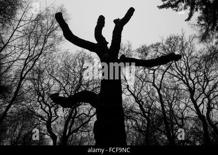 Trees in woodland on the Lickey Hills, West Midlands, UK. Stock Photo