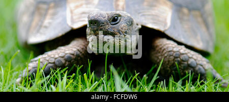 Close up of Tortoise in panoramic format Stock Photo