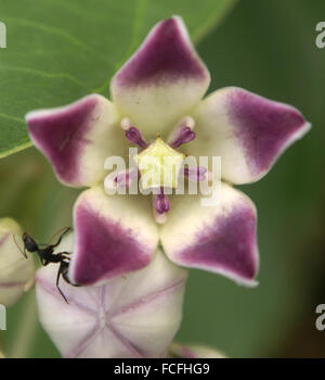 Calotropis procera, Apple of Sodom, Ak in India, evergreen shrub with thick opposite leaves and purple flowers in umbels, corona Stock Photo