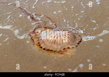 Compass jellyfish washed ashore at the beach