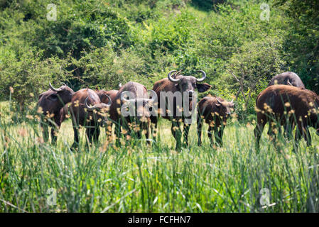 Wild African Buffalos in Kazinga Channel, Queen Elizabeth National Park, Uganda, Africa Stock Photo