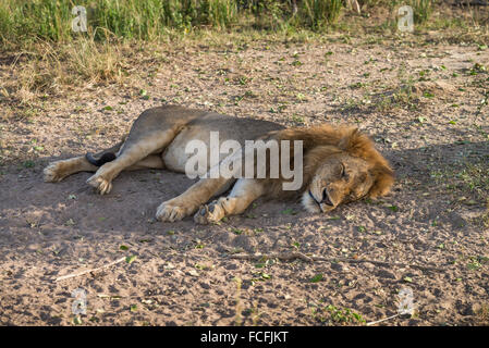 Lion (Panthero leo), Murchison Falls National Park, Uganda Stock Photo