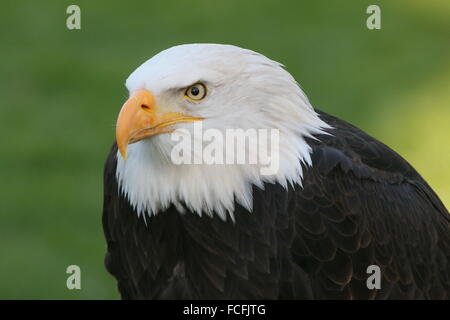 Mature North American Bald eagle (Haliaeetus leucocephalus), close-up of the head Stock Photo