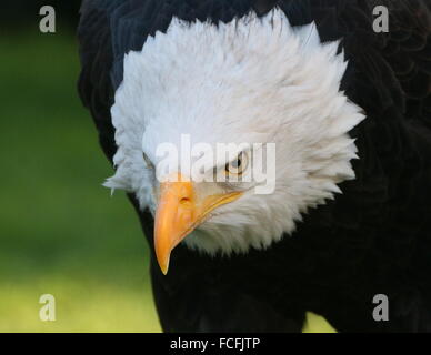 Mature North American Bald eagle (Haliaeetus leucocephalus), close-up of the head Stock Photo